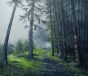 Rhythm of Nature