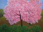 Dreams in Bloom