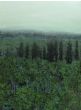 Whispering Hills 
