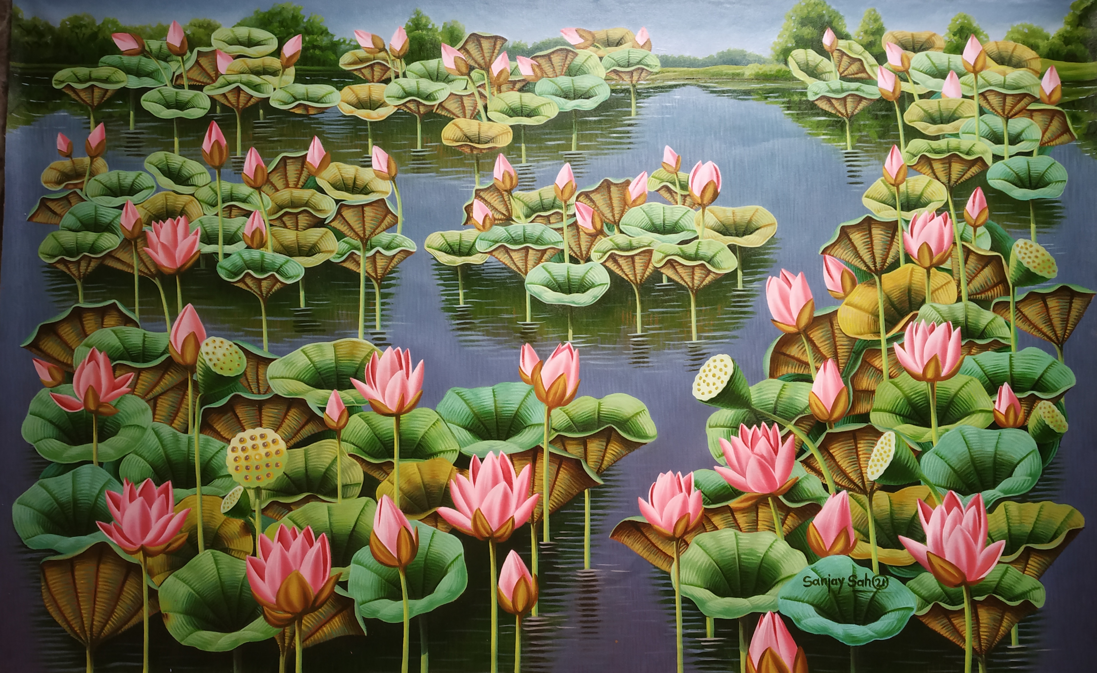 Lotus in Pond 